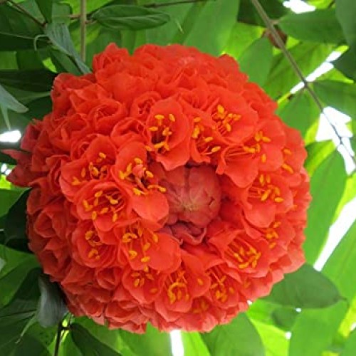 Red Hydrangea Paniculata Shrub Flower Live Plant - 18 inch Heigh...