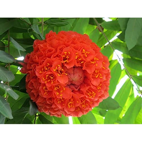 Red Hydrangea Paniculata Shrub Flower Live Plant - 18 inch Heigh...