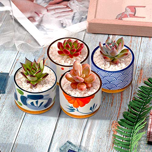 T4U 3 Inch Succulent Pots Japanese Style Collection with Bamboo Sa...