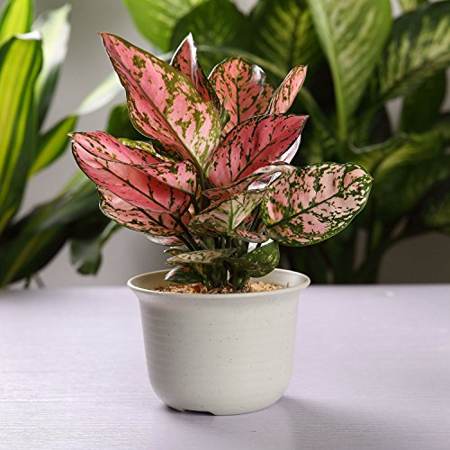 T4U 4.25 Inch Plastic Planter Pots with Saucer Grey Set of 10, See...