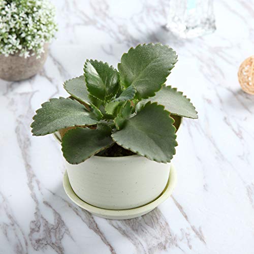 T4U 4.25 Inch Plastic Planter Pots with Saucer Grey Set of 10, See...