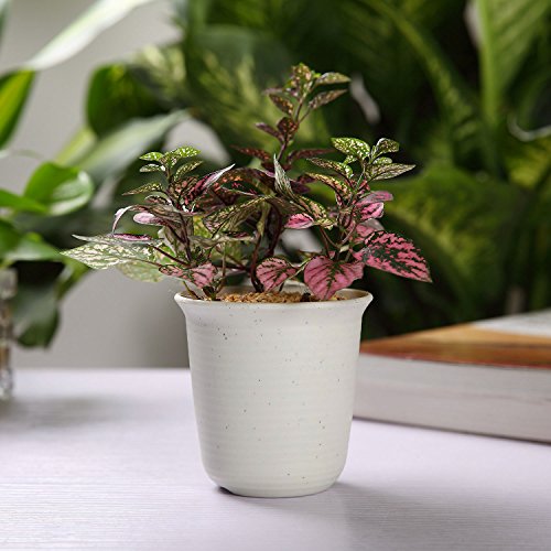 T4U 5.75 Inch Plastic Planter Pots with Saucer Grey Set of 10, See...