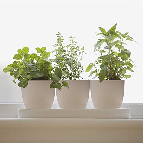 T4U 5 Inch Self Watering Planters Plastic Plant Pot, Modern Decora...