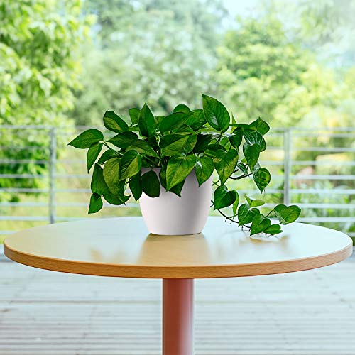 T4U 6 Inch Self Watering Planters Plastic Plant Pot, Modern Decora...