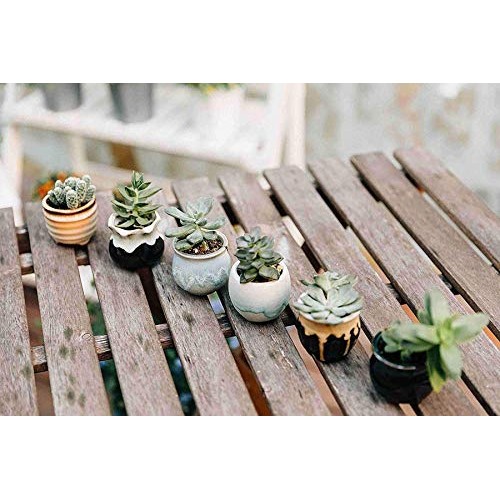 T4U Small Ceramic Succulent Pots with Drainage Set of 6, Mini Pots...