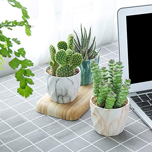T4U Succulent Pot Ceramic 2.5 Inch Octagon Marbling Colorful Cactu...