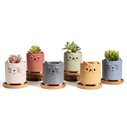 T4U Succulent Pots Ceramic Cartoon 2.5 Inch with Saucer Set of 6, ...