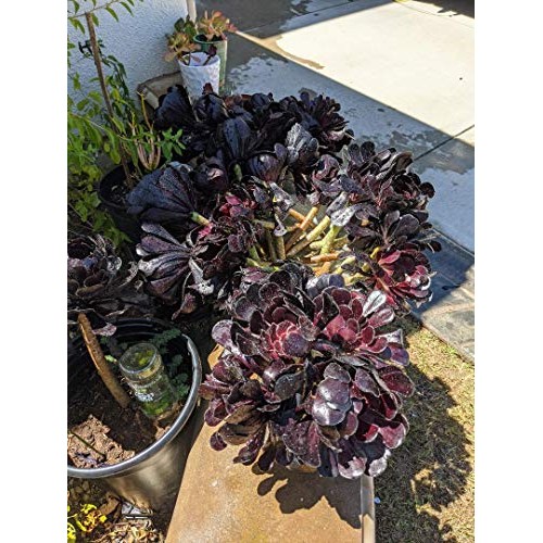 Two Beautiful Black Rose Aeonium Arboreum Schwarzkopf Succulent Cu...