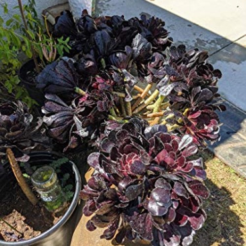 Two Beautiful Black Rose Aeonium Arboreum Schwarzkopf Succulent Cu...