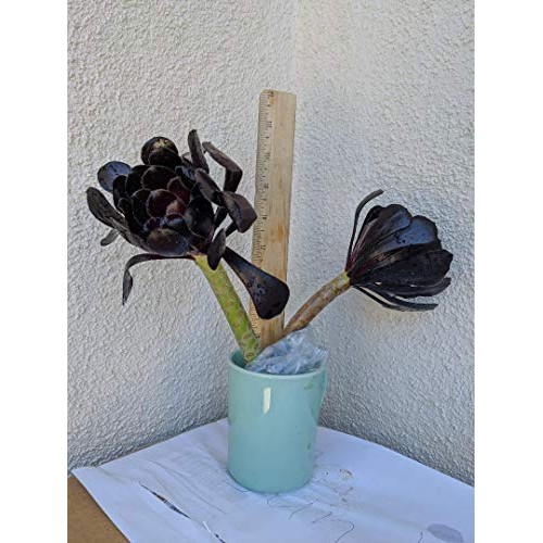 Two Beautiful Black Rose Aeonium Arboreum Schwarzkopf Succulent Cu...