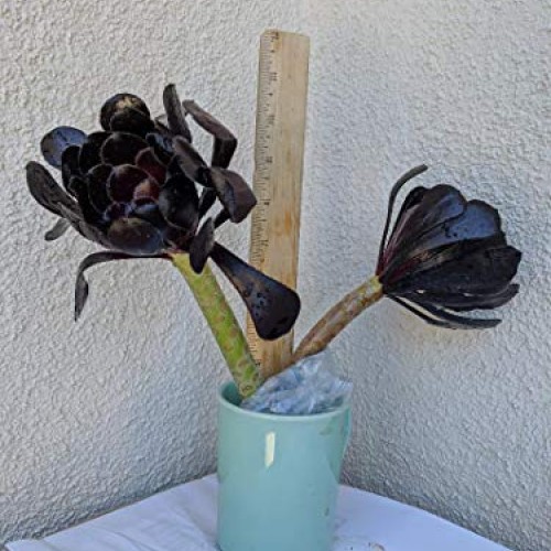 Two Beautiful Black Rose Aeonium Arboreum Schwarzkopf Succulent Cu...