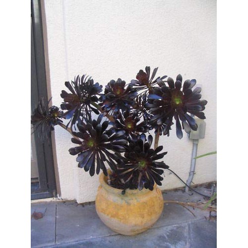 Two Beautiful Black Rose Aeonium Arboreum Schwarzkopf Succulent Cu...