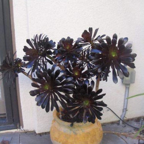 Two Beautiful Black Rose Aeonium Arboreum Schwarzkopf Succulent Cu...