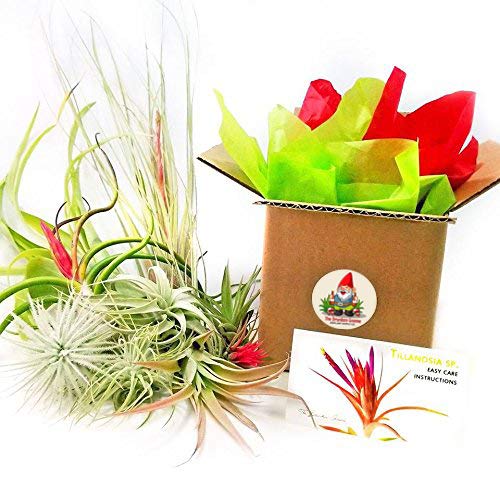TDG The Drunken Gnome Tillandsia Air Plants Assorted Variety Pack,...