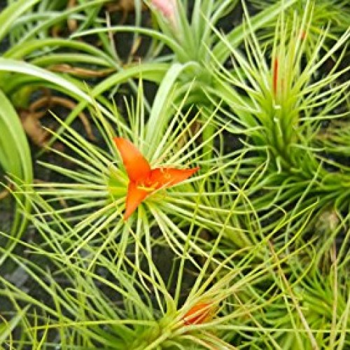 TDG The Drunken Gnome Tillandsia Air Plants Assorted Variety Pack,...