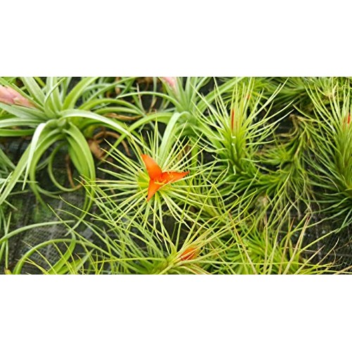 TDG The Drunken Gnome Tillandsia Air Plants Assorted Variety Pack,...