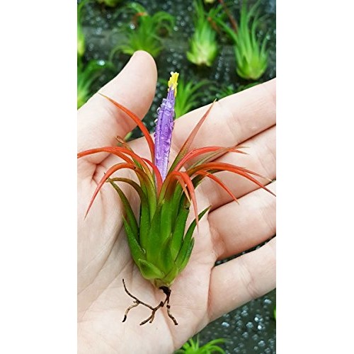 TDG The Drunken Gnome Tillandsia Air Plants Assorted Variety Pack,...