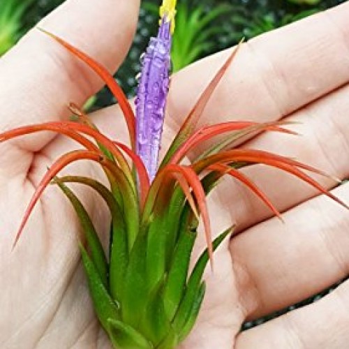 TDG The Drunken Gnome Tillandsia Air Plants Assorted Variety Pack,...