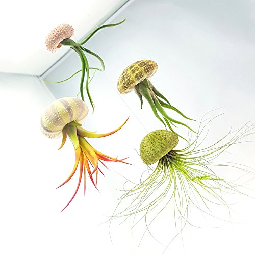 TDG The Drunken Gnome Tillandsia Air Plants Assorted Variety Pack,...