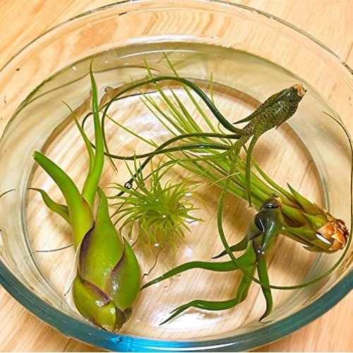 TDG The Drunken Gnome Tillandsia Air Plants Assorted Variety Pack,...
