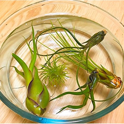 TDG The Drunken Gnome Tillandsia Air Plants Assorted Variety Pack,...