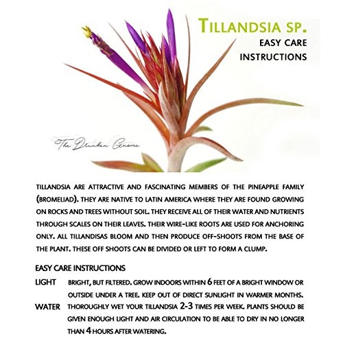 TDG The Drunken Gnome Tillandsia Air Plants Assorted Variety Pack,...