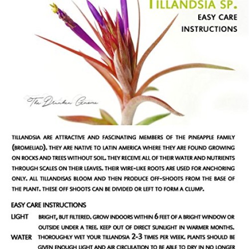 TDG The Drunken Gnome Tillandsia Air Plants Assorted Variety Pack,...