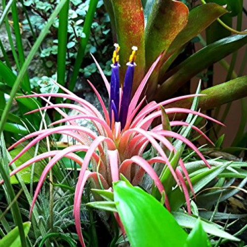 TDG The Drunken Gnome Tillandsia Air Plants Assorted Variety Pack,...