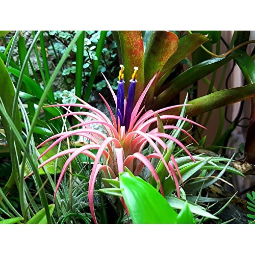 TDG The Drunken Gnome Tillandsia Air Plants Assorted Variety Pack,...
