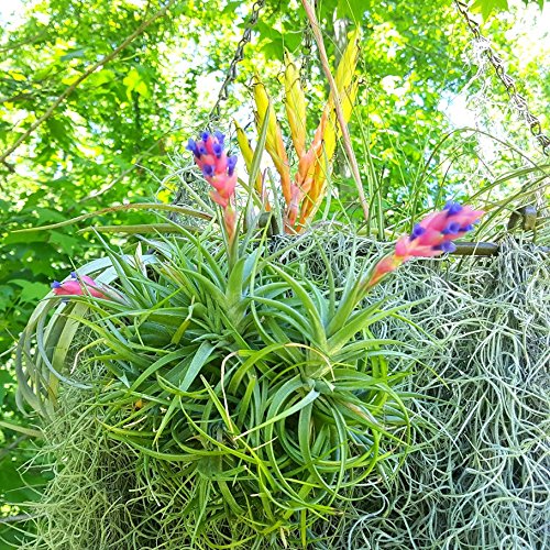 TDG The Drunken Gnome Tillandsia Air Plants Assorted Variety Pack,...