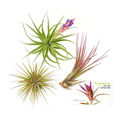 TDG The Drunken Gnome Tillandsia Air Plants Assorted Variety Pack,...