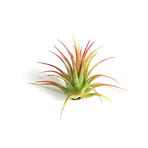 12 Pack Tillandsia Ionantha Air Plants - Fast Shipping - 30 Day Gu...