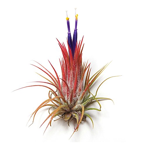 12 Pack Tillandsia Ionantha Air Plants - Fast Shipping - 30 Day Gu...