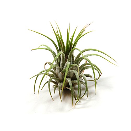 12 Pack Tillandsia Ionantha Air Plants - Fast Shipping - 30 Day Gu...