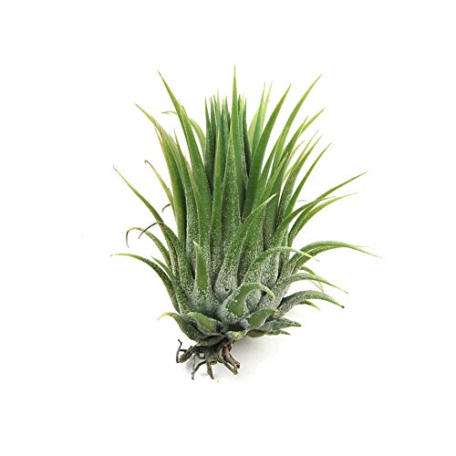 12 Pack Tillandsia Ionantha Air Plants - Fast Shipping - 30 Day Gu...