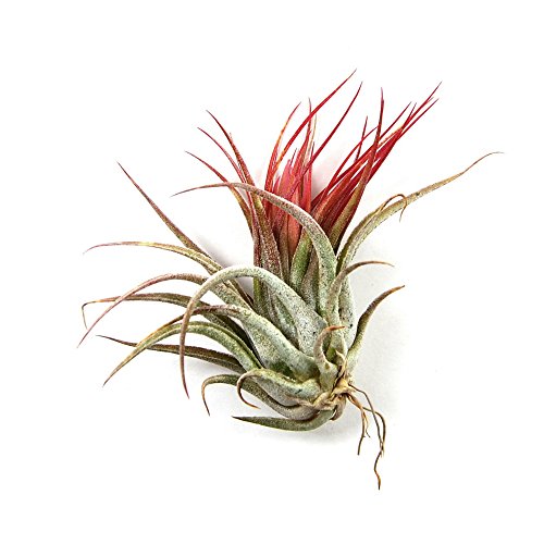 12 Pack Tillandsia Ionantha Air Plants - Fast Shipping - 30 Day Gu...
