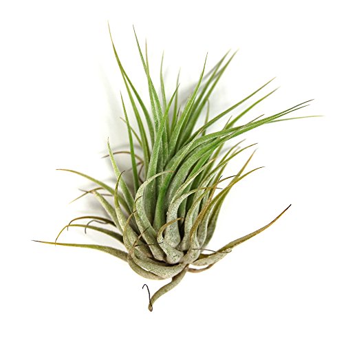 12 Pack Tillandsia Ionantha Air Plants - Fast Shipping - 30 Day Gu...