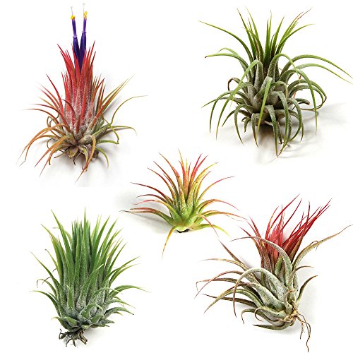 12 Pack Tillandsia Ionantha Air Plants - Fast Shipping - 30 Day Gu...