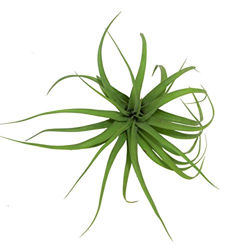 Large Air Plants - Sparkler Air Plants - Nice 5 to 7 inch air Plan...