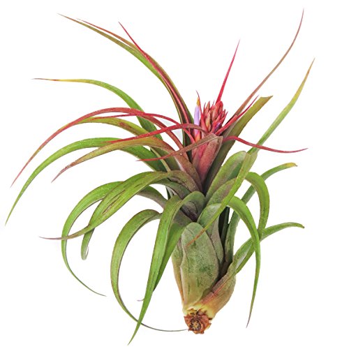 Large Air Plants - Sparkler Air Plants - Nice 5 to 7 inch air Plan...