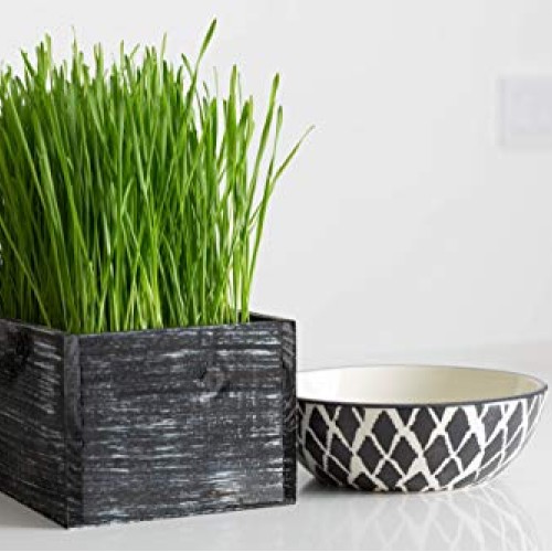 The Cat Ladies Cat Grass Kit Organic Complete with Rustic Wood P...