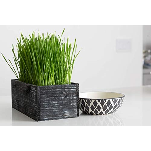 The Cat Ladies Cat Grass Kit Organic Complete with Rustic Wood P...