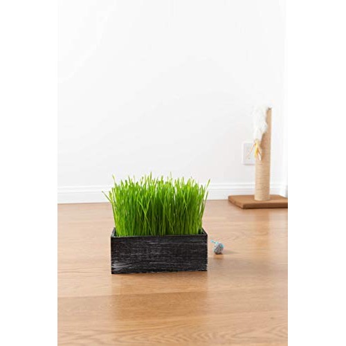 The Cat Ladies Cat Grass Kit Organic Complete with Rustic Wood P...