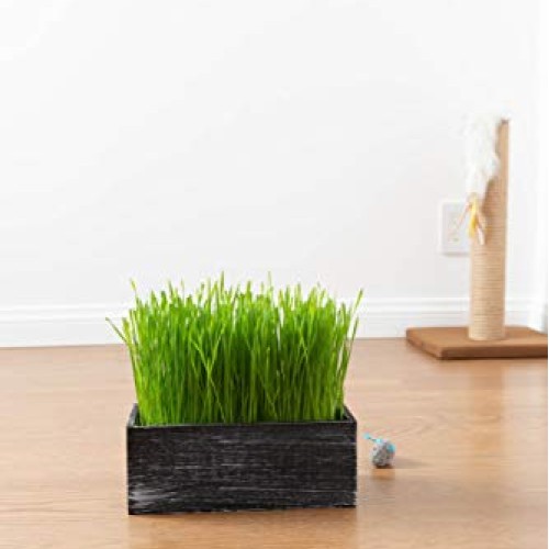 The Cat Ladies Cat Grass Kit Organic Complete with Rustic Wood P...