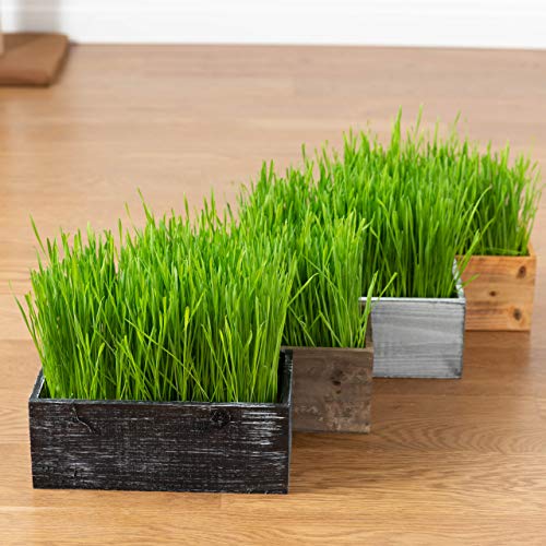 The Cat Ladies Cat Grass Kit Organic Complete with Rustic Wood P...