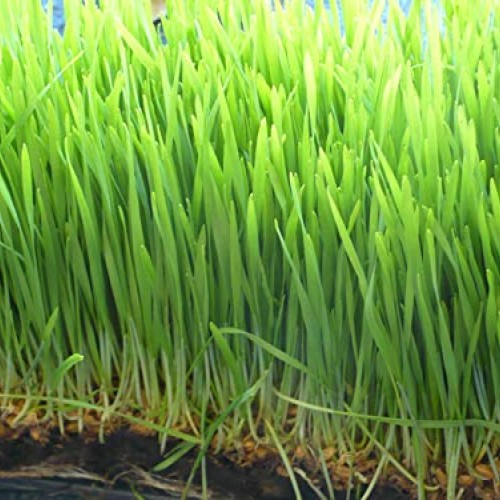 The Cat Ladies Cat Grass Kit Organic Complete with Rustic Wood P...