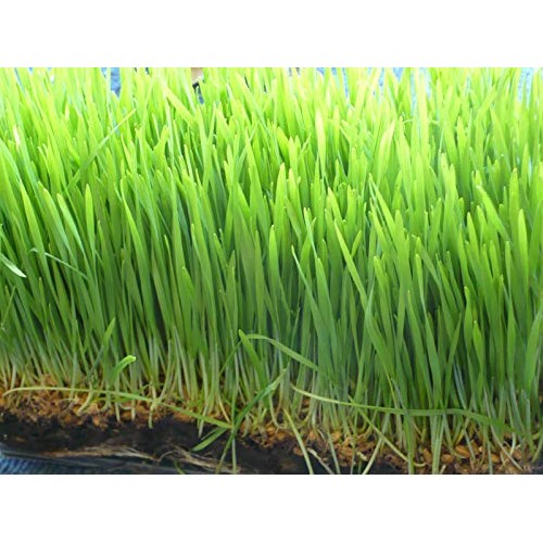 The Cat Ladies Cat Grass Kit Organic Complete with Rustic Wood P...