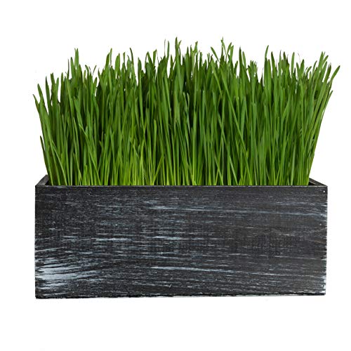 The Cat Ladies Cat Grass Kit Organic Complete with Rustic Wood P...