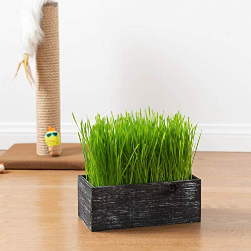 The Cat Ladies Cat Grass Kit Organic Complete with Rustic Wood P...