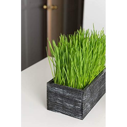 The Cat Ladies Cat Grass Kit Organic Complete with Rustic Wood P...